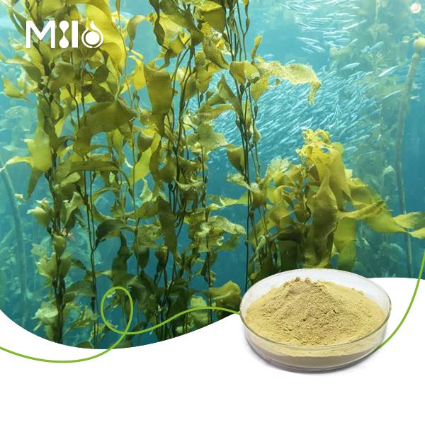 Fucoxanthin Powder